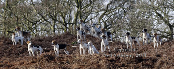 Fell fox hounds by Betty Fold Gallery